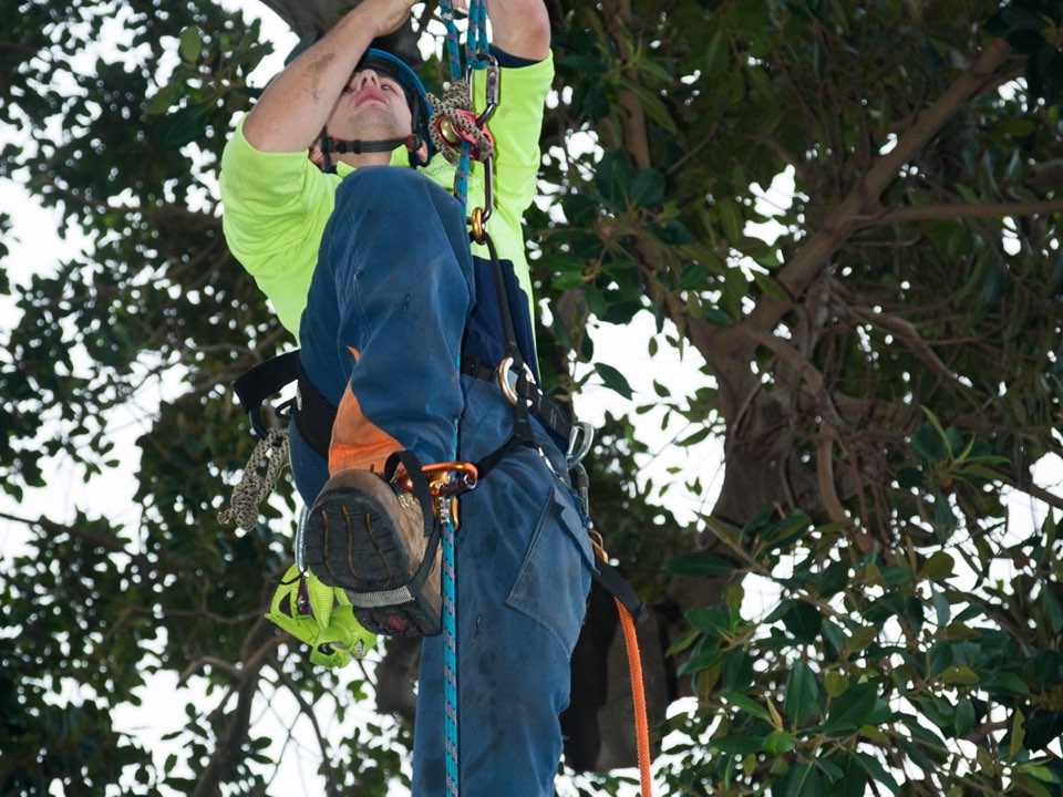 Qualified arborist working in a mature tree during an Enviro Trees UK survey in Staffordshire