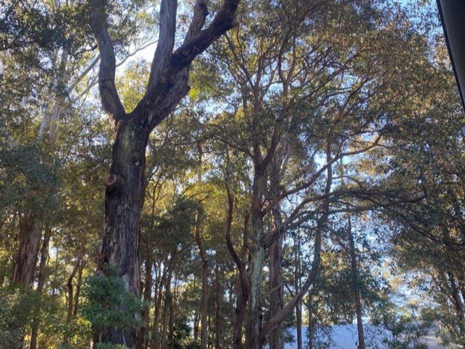 Mature trees in Staffordshire parkland with a property visible in the background